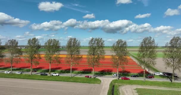 Renkli Lalelerle Dolu Güzel Bir Manzaranın Hava Görüntüleri — Stok video