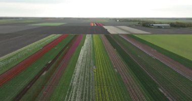 Hollanda 'da çiçek açan lalelerin hava manzarası