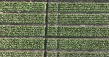 Hollanda 'da çiçek açan lalelerin hava manzarası