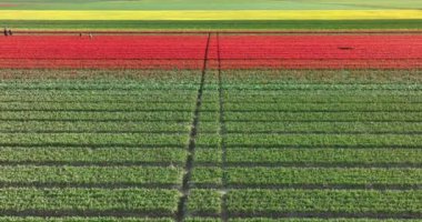 Hollanda 'da çiçek açan lalelerin hava manzarası