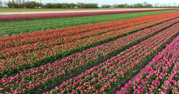 Imágenes Aéreas Hermoso Paisaje Lleno Coloridos Tulipanes — Vídeo de stock