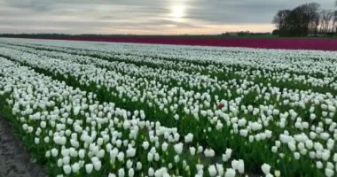 Renkli lalelerle dolu güzel bir manzaranın hava görüntüleri.