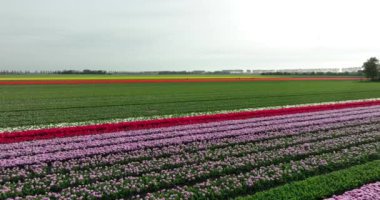 Renkli lalelerle dolu güzel bir manzaranın hava görüntüleri.