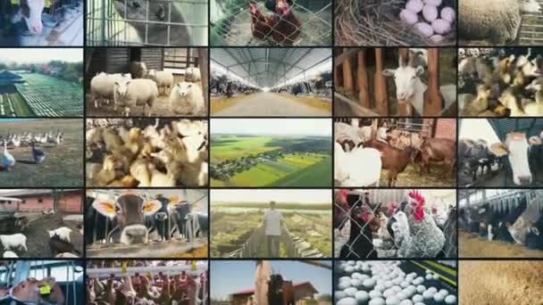 Сельское Хозяйство Разделено Экран Сельскохозяйственных Животных Животноводческое Видео Разделенным Экраном — стоковое видео
