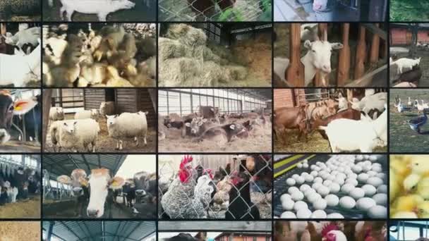 Zemědělství Rozdělené Obrazovky Hospodářská Zvířata Rozdělené Video Dobytek Farma Zevnitř — Stock video