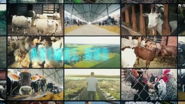 動物飼育のインフォグラフィック 畜産業 動物飼育のインフォグラフィック 畜産業マルチスクリーン — ストック動画