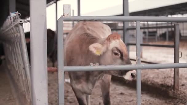 Jolie Petite Vache Tout Près Veau Vache Braunschwitz Bébé Vache — Video