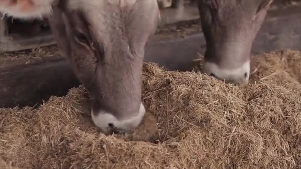 Mucche Mangiano Fieno Nel Fienile Mucca Che Mangia Fieno Primo — Video Stock
