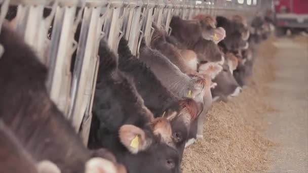 Lots Cows Barn Cows Stall Eating Hay Large Modern Farm — Stock video