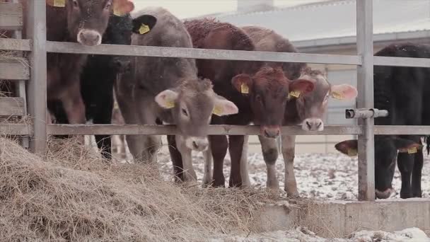 Cows Farm Beautiful Cows Open Air Farm Cows Farm Winter — Vídeo de Stock