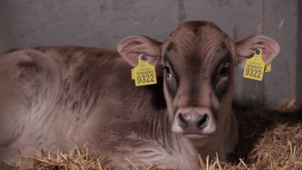 Bonita Vaca Cerca Ternero Vaca Braunschwitz Vaca Bebé Cerca — Vídeo de stock