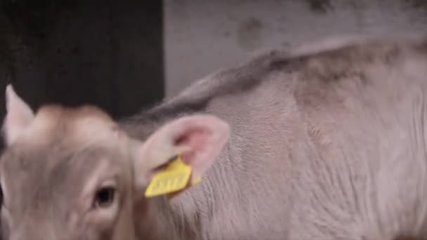 可爱的小母牛靠拢了 Braunschwitz牛犊 奶牛宝宝近身 — 图库视频影像