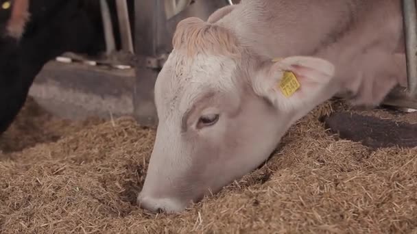 Muchas Vacas Granero Muchas Vacas Brunschwitz Establo Las Vacas Comen — Vídeo de stock
