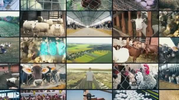 Nápis Zemědělské Techniky Infografie Zemědělské Techniky Multiscreen Zemědělské Techniky — Stock video