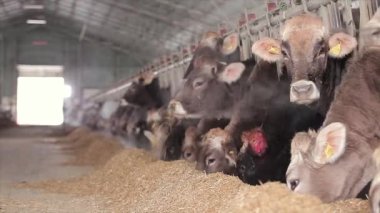 Ahırda bir sürü inek var. Bir sürü Brunschwitz ineği ahırda. İnekler ahırda saman yerler. Braunschwitz inekleriyle dolu büyük, modern bir ahır..