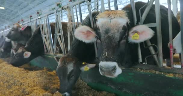 牛は納屋で干し草を食べる 牛を食べる干し草を閉じるまで 納屋には牛がたくさんいる 牛小屋にいる多くのブルンズウィッツ牛 — ストック動画