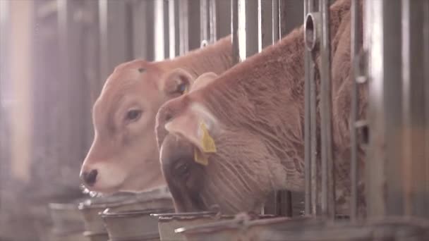 Jolie Petite Vache Tout Près Veau Vache Braunschwitz Bébé Vache — Video