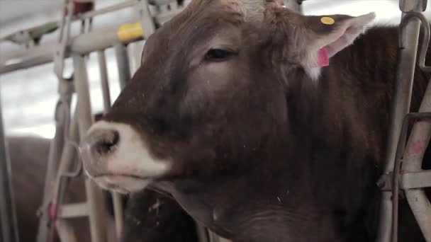 納屋には牛がたくさんいる 牛小屋にいる多くのブルンズウィッツ牛 牛は納屋で干し草を食べる 大規模な近代的な牛とともにBraunschwitz牛 — ストック動画