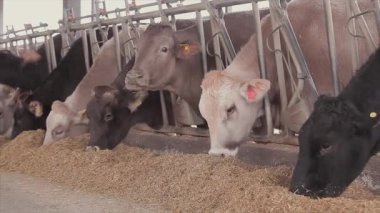 Ahırda bir sürü inek var. Bir sürü Brunschwitz ineği ahırda. İnekler ahırda saman yerler. Braunschwitz inekleriyle dolu büyük, modern bir ahır..