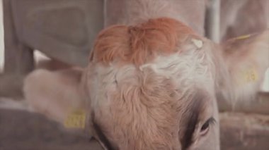 Ahırda bir sürü inek var. Bir sürü Brunschwitz ineği ahırda. İnekler ahırda saman yerler. Braunschwitz inekleriyle dolu büyük, modern bir ahır..