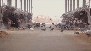 Ahırda bir sürü inek var. Bir sürü Brunschwitz ineği ahırda. İnekler ahırda saman yerler. Braunschwitz inekleriyle dolu büyük, modern bir ahır..