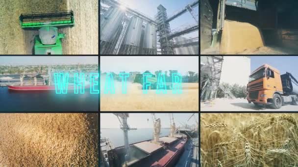 Buğday Yetiştiriciliği Çoklu Ekran Buğday Tarımı Yazıtları Buğday Tarımı Bilgi — Stok video