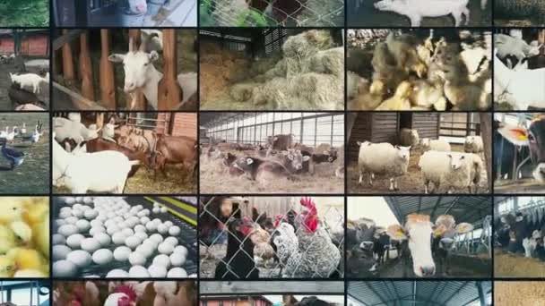 Agriculture Split Screen Farm Animals Livestock Split Screen Video Farm — Vídeo de stock