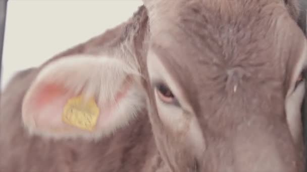 귀여운 가까이 브라운 슈비츠 소새끼 젖소의 — 비디오