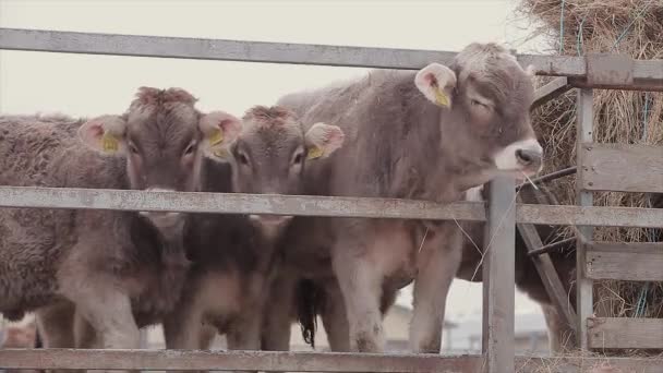 Mladé Krávy Kravské Farmě Telata Farmě Roztomilé Krávy Telata Mléčné — Stock video
