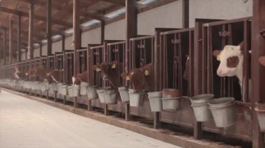 Süt çiftliğindeki şirin buzağılar. Küçük inekler ahırda duruyor. Buzağılar büyütülüyor.