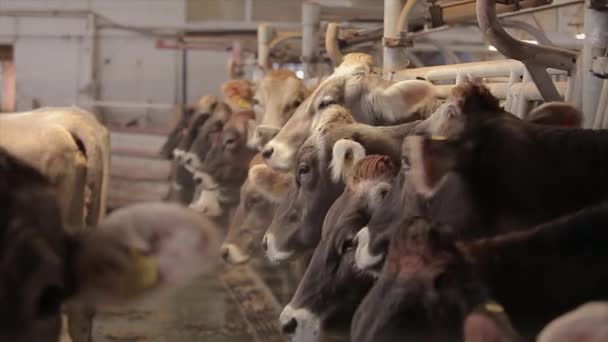 Otomatik Inek Sağma Süt Çiftliğinde Inek Sağma Işlemi Çiftlikte Otomatik — Stok video
