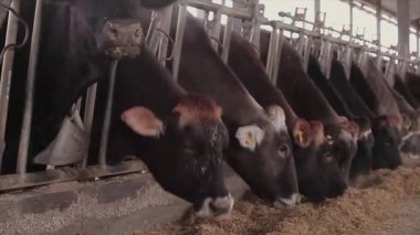 Ahırda bir sürü inek var. Bir sürü Brunschwitz ineği ahırda. İnekler ahırda saman yerler. Braunschwitz inekleriyle dolu büyük, modern bir ahır..