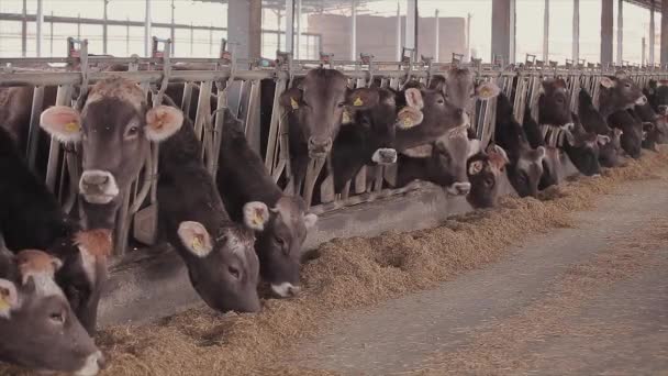 Sacco Mucche Nel Fienile Sacco Mucche Brunschwitz Stalla Mucche Mangiano — Video Stock
