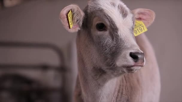 Vacas Jóvenes Una Granja Vacas Terneros Granja Lindos Terneros Vaca — Vídeo de stock