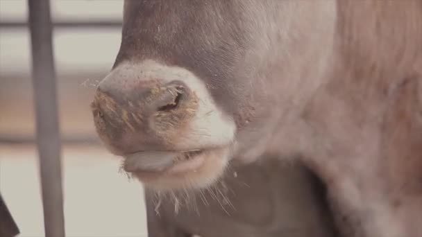 헛간에 슈비츠 있었죠 소들은 헛간에서 건초를 먹는다 브라운 슈비츠 젖소와 — 비디오