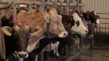 Ahırda bir sürü inek var. Bir sürü Brunschwitz ineği ahırda. İnekler ahırda saman yerler. Braunschwitz inekleriyle dolu büyük, modern bir ahır..