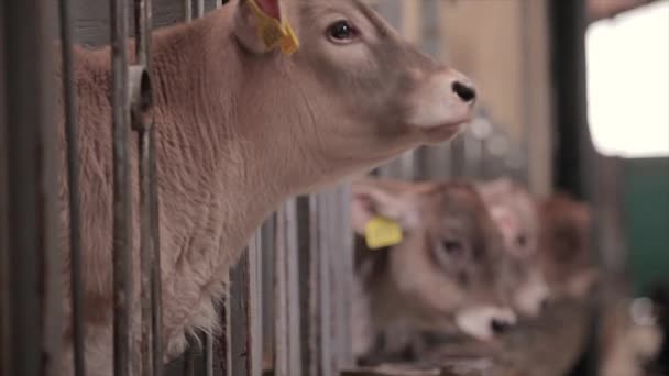Νεαρές Αγελάδες Φάρμα Αγελάδων Μοσχάρια Στη Φάρμα Χαριτωμένα Μοσχάρια Αγελάδας — Αρχείο Βίντεο