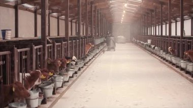 Ahırda bir sürü inek var. Bir sürü Brunschwitz ineği ahırda. İnekler ahırda saman yerler. Braunschwitz inekleriyle dolu büyük, modern bir ahır..