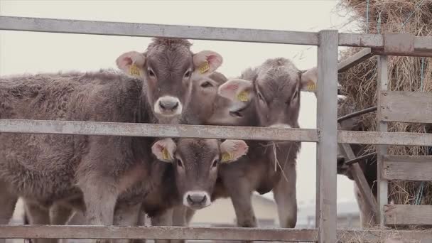 Muitas Vacas Celeiro Muitas Vacas Brunschwitz Casamata Vacas Comem Feno — Vídeo de Stock