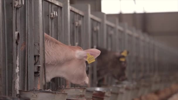 Vacas Jovens Numa Quinta Vacas Bezerros Quinta Bezerros Vaca Bonitos — Vídeo de Stock