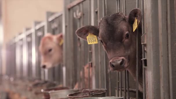 かわいい牛が閉じます ブラウンシュヴィッツ牛の子牛 赤ちゃん牛クローズアップ — ストック動画
