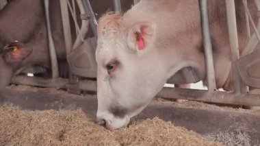 Ahırda bir sürü inek var. Bir sürü Brunschwitz ineği ahırda. İnekler ahırda saman yerler. Braunschwitz inekleriyle dolu büyük, modern bir ahır..
