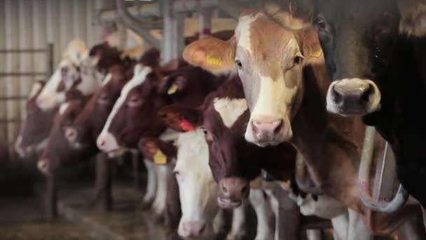 Ordenha Automática Vacas Processo Ordenha Vacas Uma Fazenda Leiteira Ordenha — Vídeo de Stock