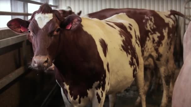 Αυτόματο Άρμεγμα Αγελάδων Διαδικασία Αρμέγματος Αγελάδων Γαλακτοκομείο Αυτόματο Άρμεγμα Αγελάδων — Αρχείο Βίντεο
