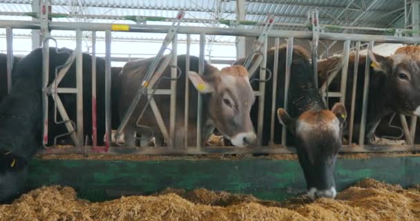 谷仓里有很多奶牛在牛棚里有很多不伦瑞克牛奶牛在谷仓里吃干草 带有Braunschwitz奶牛的大型现代牛棚 — 图库视频影像