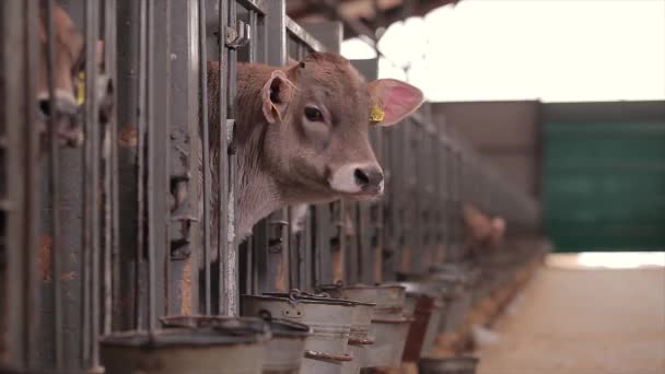 Young Cows Cow Farm Calves Farm Cute Cow Calves Dairy — Wideo stockowe