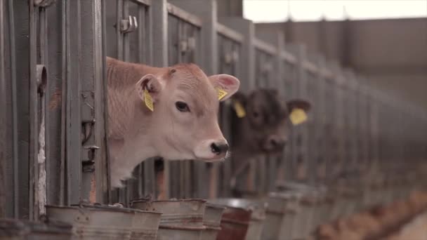 Young Cows Cow Farm Calves Farm Cute Cow Calves Dairy — Video Stock