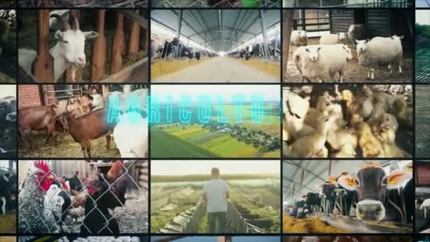 Inscription Agricole Infographie Agricole Collage Vidéo Agricole — Video