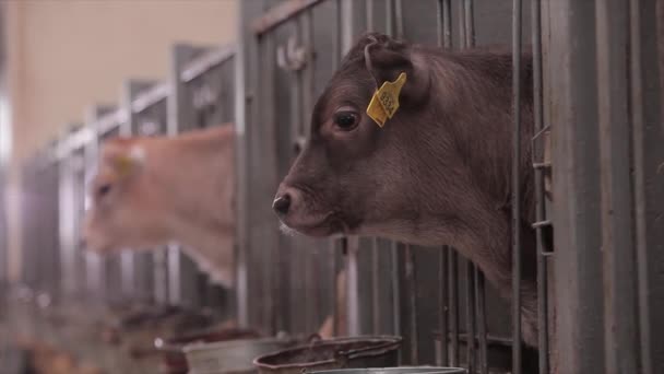 牛の頭を閉じる ブラウンシュヴィッツ牛の品種 かわいい牛のカメラのクローズアップを見てください 農場のブラウンシュヴィッツ牛 — ストック動画