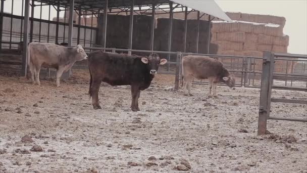 Koeien Boerderij Prachtige Koeien Een Openluchtboerderij Koeien Een Boerderij Winter — Stockvideo